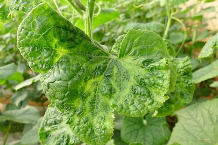 秋季蔬菜病毒病防治：策略与实践