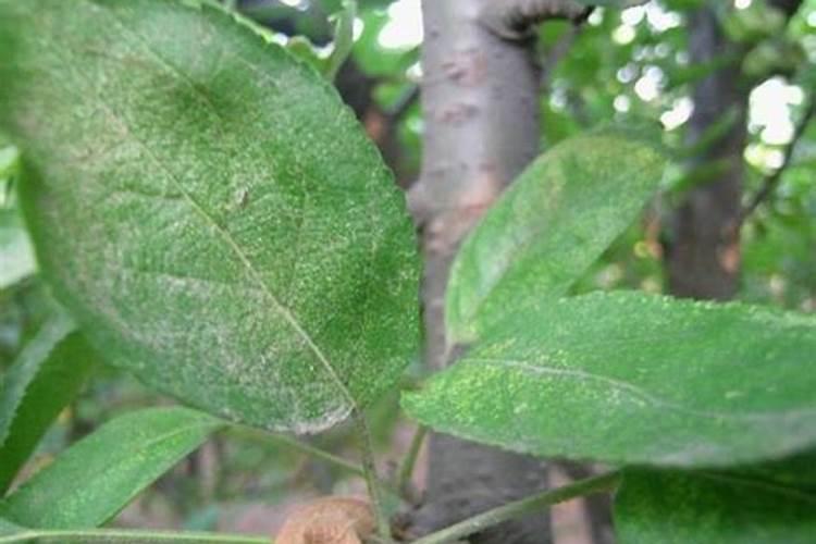 守护果园的卫士：苹果全爪螨的有效防治策略