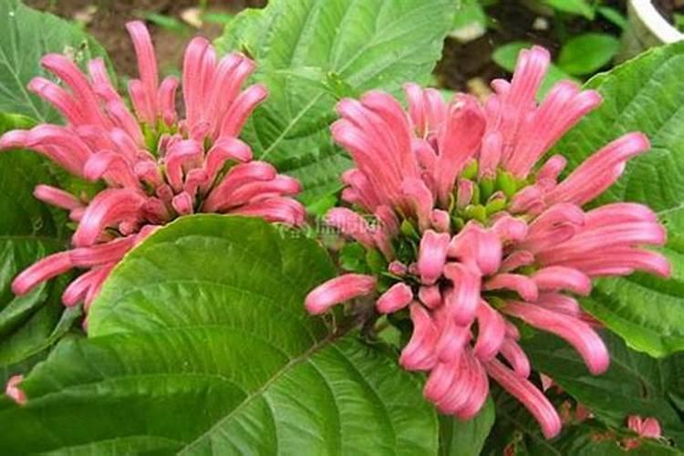 珊瑚花的养殖方法：揭秘这朵热带奇葩的养护秘籍？