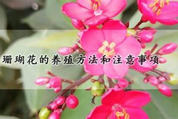 珊瑚花的养殖方法：揭秘这朵热带奇葩的养护秘籍？
