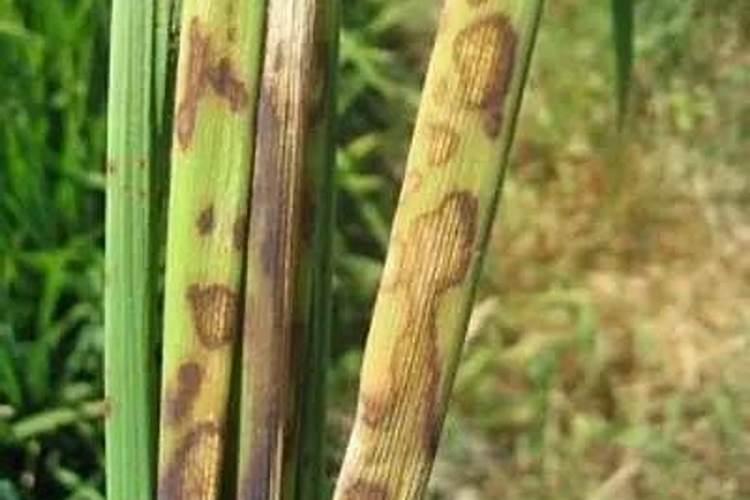 如何防治高粱纹枯病？