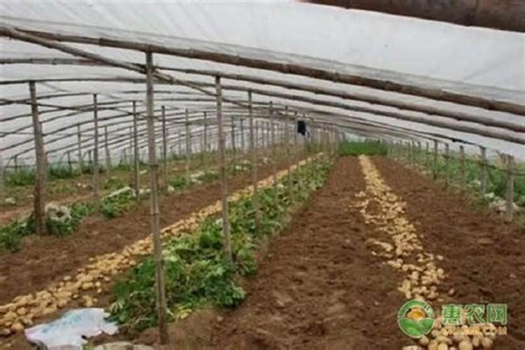 大棚土豆高效种植指南：掌握关键步骤，确保丰收