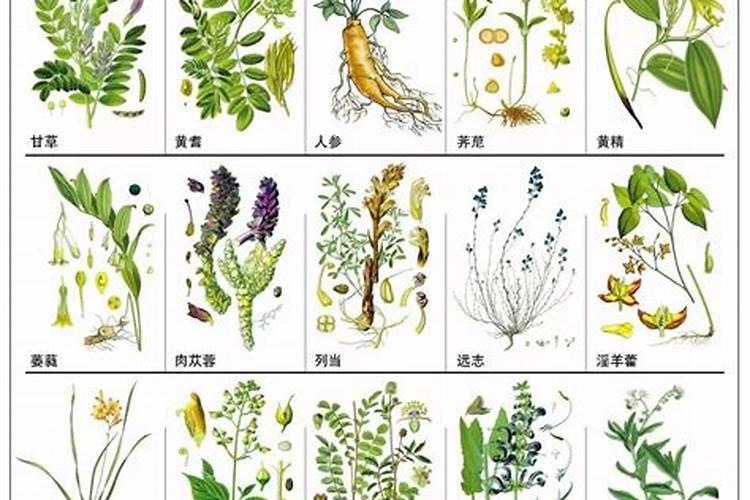 探索湖北丘陵地带：种植前景广阔的药材品种