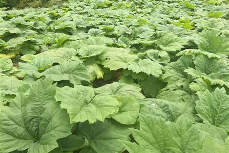探索湖北丘陵地带：种植前景广阔的药材品种