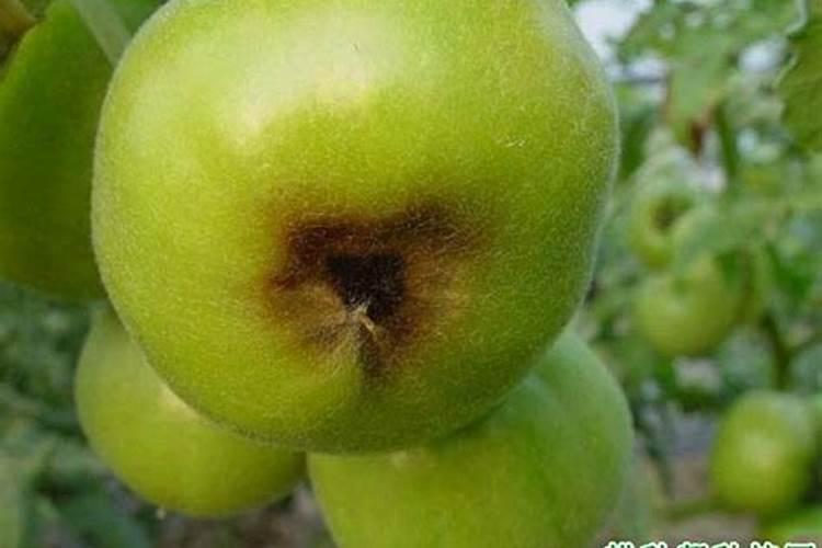 田间守护者：番茄脐腐果的防治全攻略