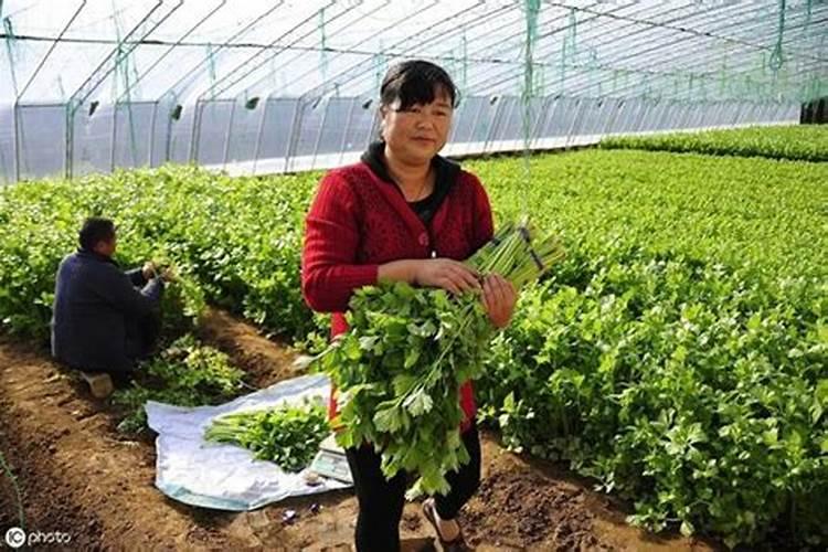 果菜类施肥有何方法？