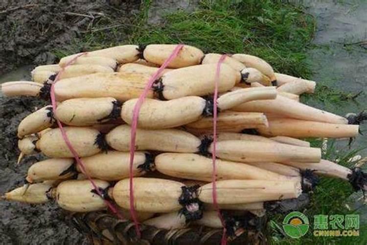 莲藕施肥全攻略：掌握关键要点，助力荷塘丰产