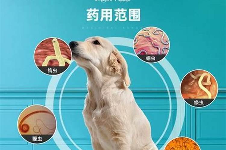 驱虫药的正确使用：确保安全与效果？