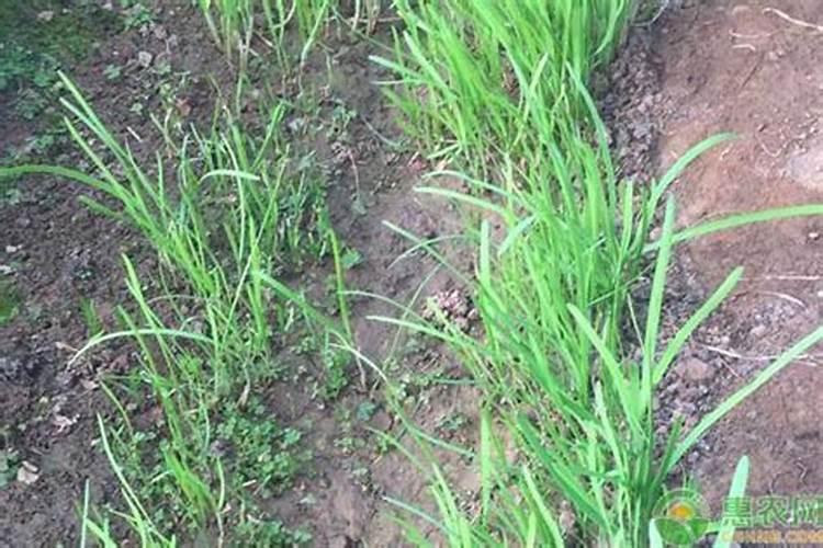 高温多雨环境下的韭菜管理技术全解析？
