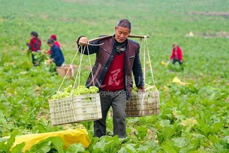 榨菜几月份种植最好什么季节采收？