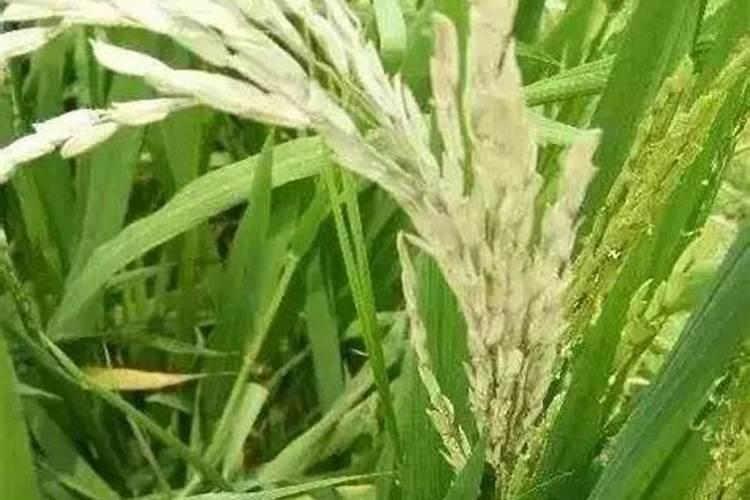 水稻抽穗期白壳的三种原因