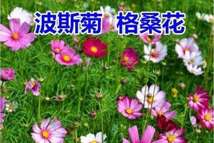 揭秘格桑花的播种与绽放：最佳时机与种植指南