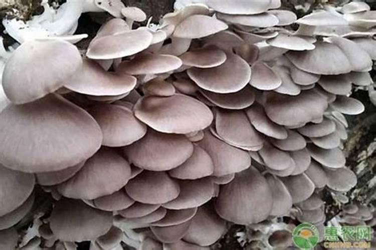 菇蚊防治有技巧