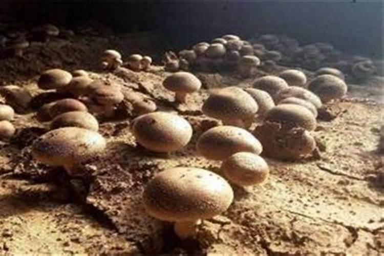 菇蚊防治有技巧