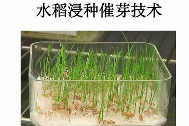 农药浸种子四大注意事项：确保播种成功的关键步骤