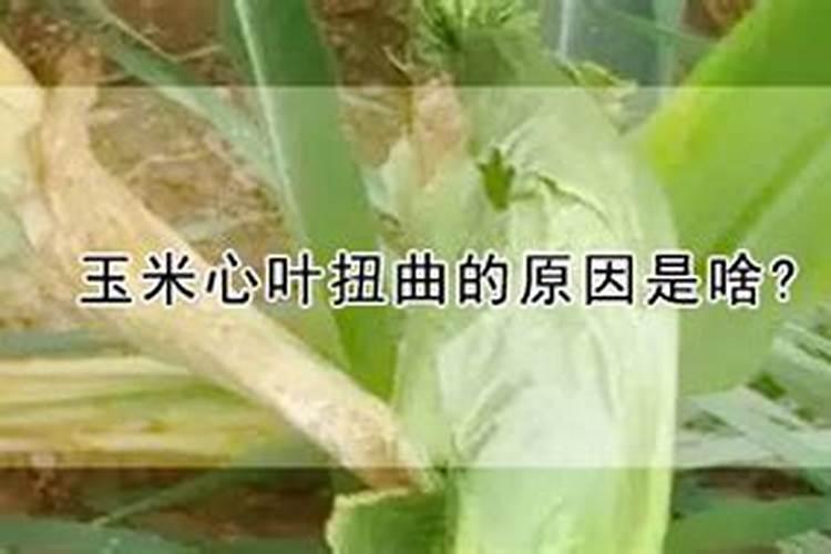 玉米心叶扭曲的原因是什么？