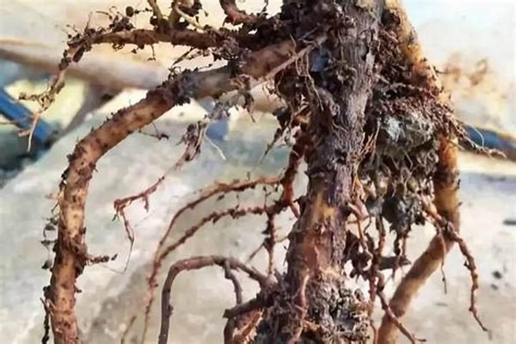 杜仲立枯病防治：对症下药，保障绿意盎然