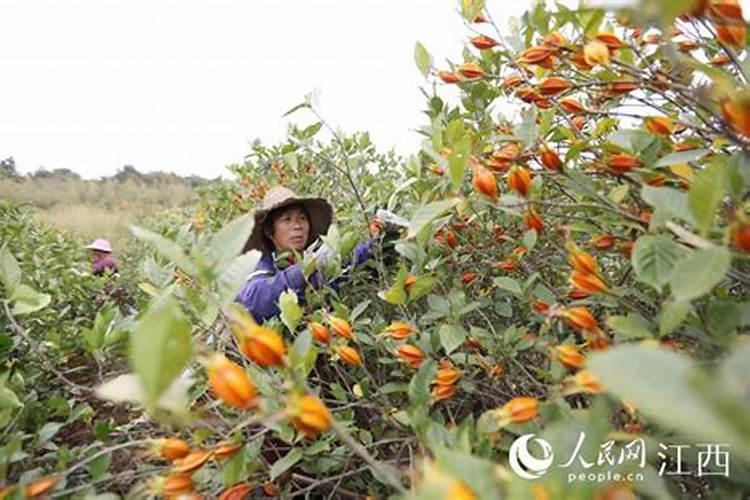 黄栀子种植全攻略：揭秘从播种到收获的每一步