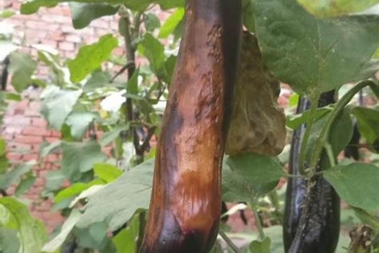 茄子绵疫病治疗方法？