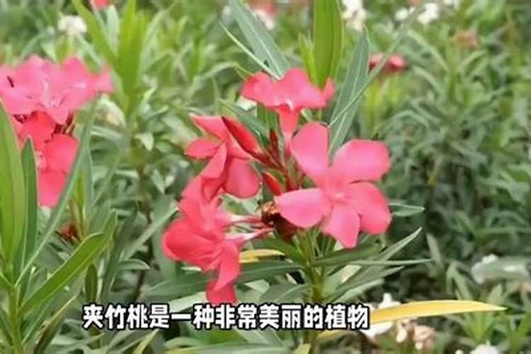 夹竹桃的繁殖方法？