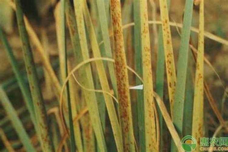 茭白锈病怎样防治，茭白锈病的防治技术要点？
