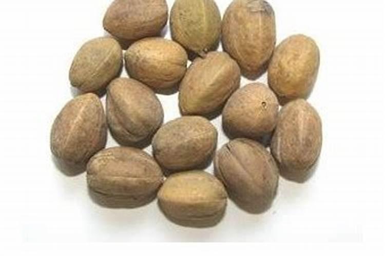 巴豆的种植秘籍：从播种到收获的详细指南