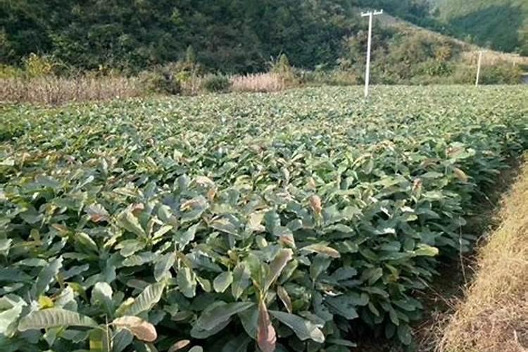 厚朴栽培之道：掌握药材厚朴的实用种植技术