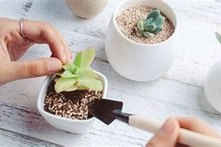 厚朴栽培之道：掌握药材厚朴的实用种植技术