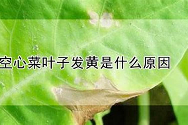 空心菜叶黄了是啥原因？