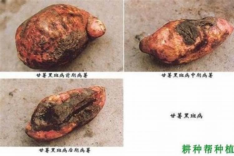 红薯黑斑病的发病规律是什么？