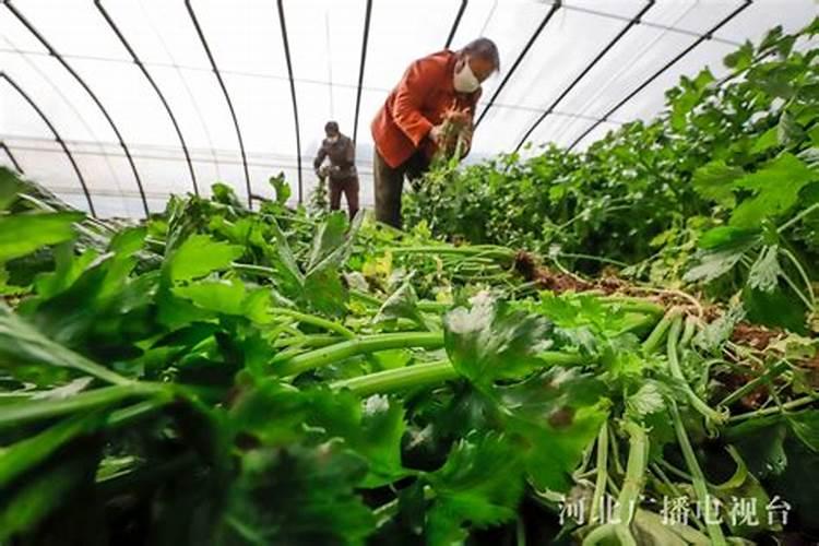 掌握冬春季节北方设施芹菜的科学施肥秘籍，助力绿色高效农业