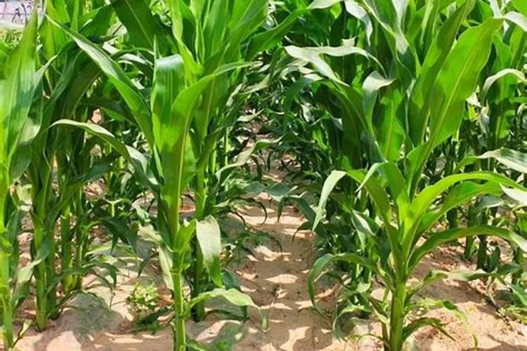 夏玉米的种植秘籍：掌握最佳时机，收获满仓金黄