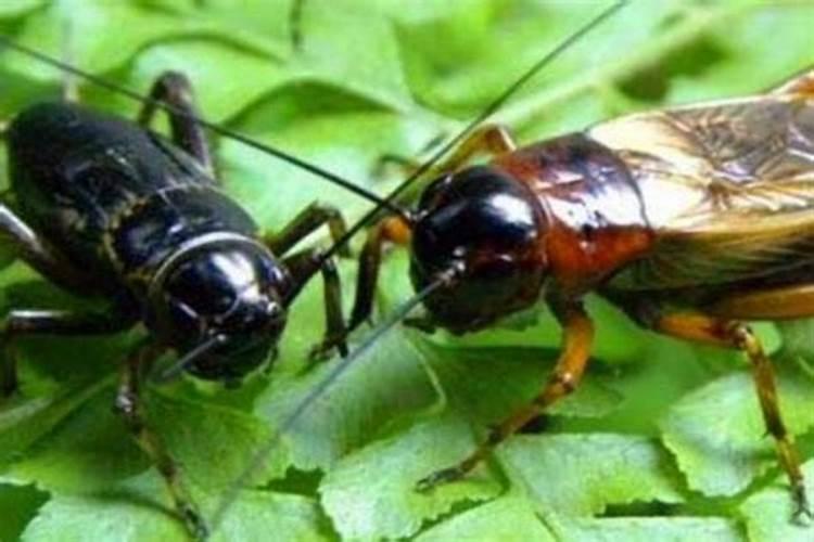 蟋蟀的天敌与致命药剂：解析如何安全有效地控制害虫？