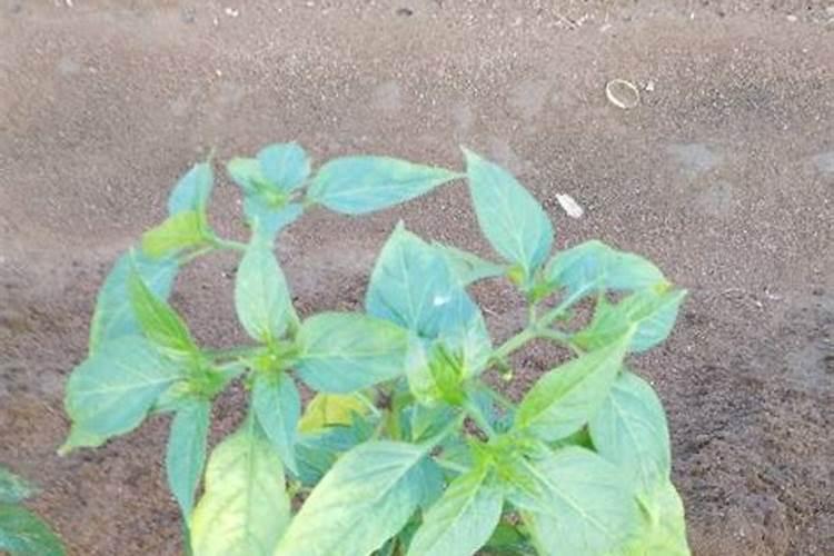 芸苔素内酯可以和醋混用吗怎么用？