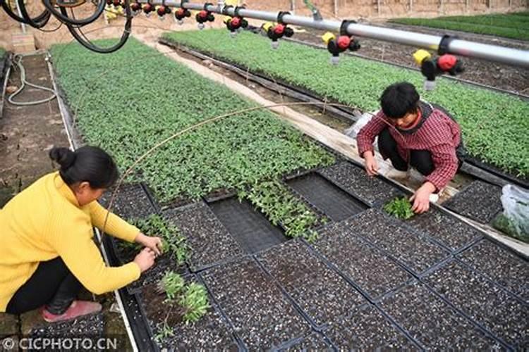 速生叶菜栽培技术：轻松实现绿色生活