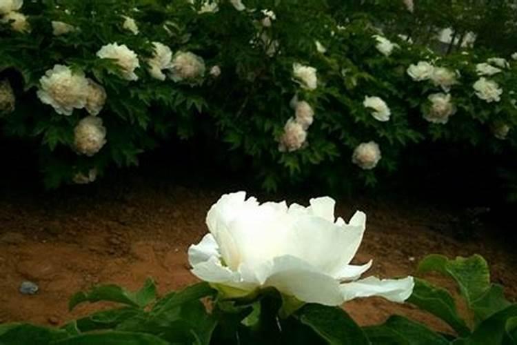 牡丹花蔫了的原因？牡丹花蔫了是怎么回事