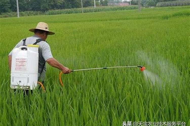 揭秘：简单有效的方法判断农药是否失效？