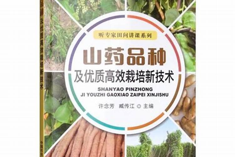 山药高效栽培：迈向优质丰产之路
