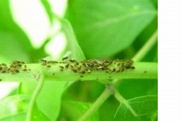 金银花蚜虫防治技术