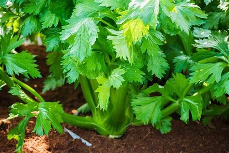 绿色守护：芹菜生蜜虫的防治策略与药物选择