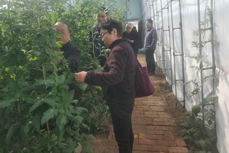 守护绿色希望：种子消毒与瓜菜病害预防策略