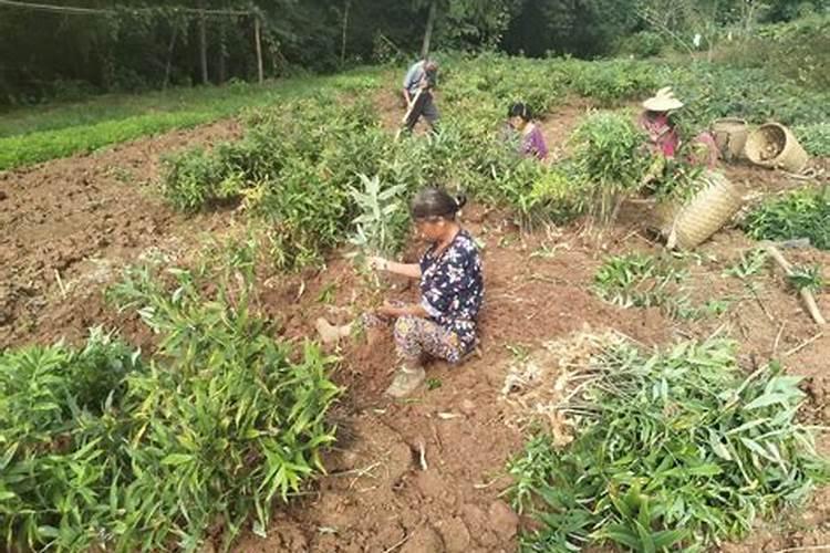 黄精种植：传统中药材的现代致富经