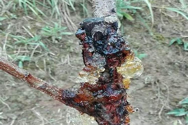 根除果树流胶病：有效策略与根治之路