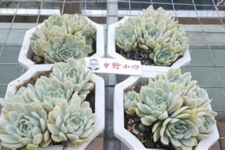 多肉掉叶子是什么原因？