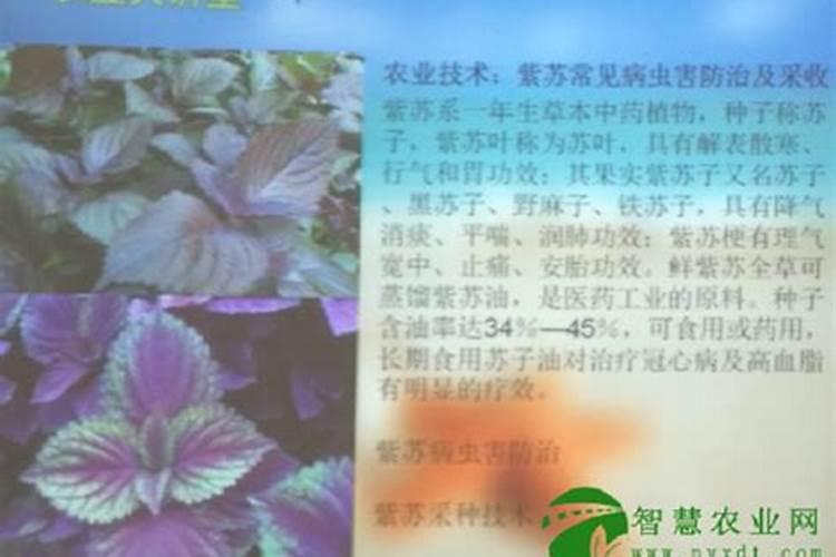 紫苏病虫害防治：守护绿色健康的秘诀