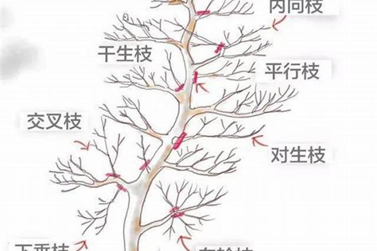 蜜桔枝条短小下垂，是什么原因？