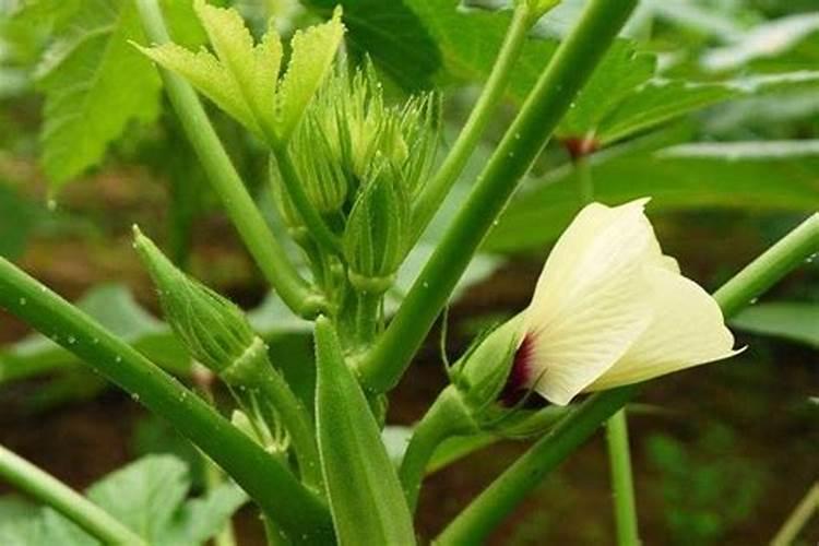 红秋葵高产种植秘籍：注意事项与技术要点详解
