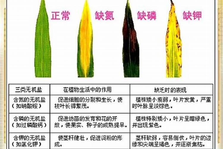 水稻缺乏氮、磷、钾养分的典型症状有哪些？