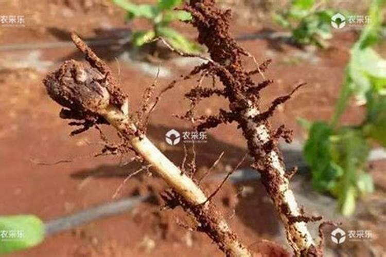 综合防治策略：守护葡萄园免受“凿木虫