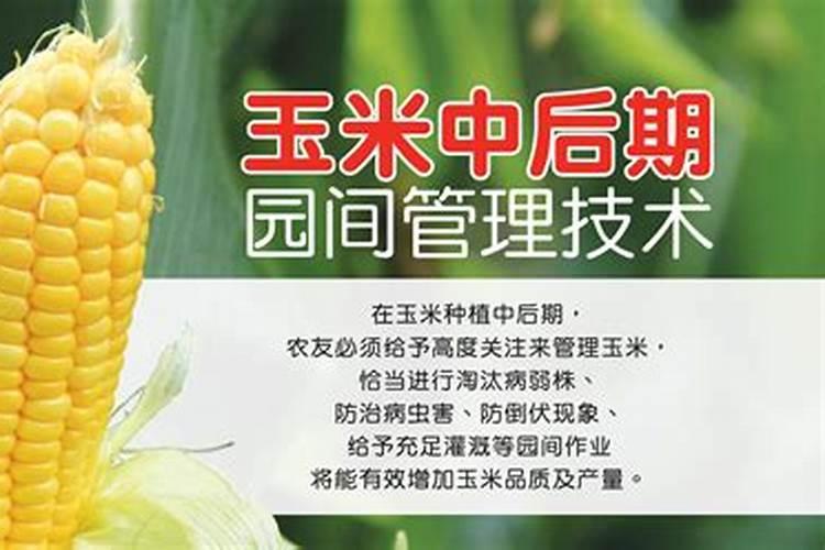 黄金季的守护：玉米后期管理技术揭秘